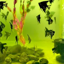 Pez ángel o Escalar.