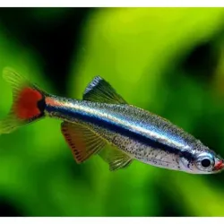 Tanichtys