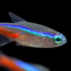 Tetra Neón