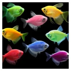 Tetra transgénica