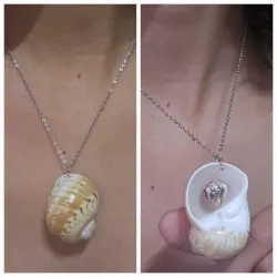 Collar de concha