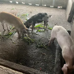 Cerdo 🐖 