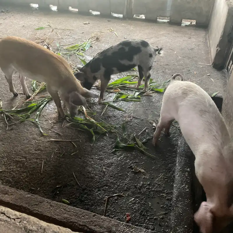 Cerdo 🐖 