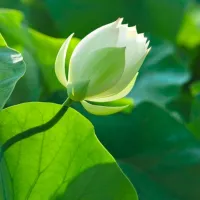 Mundo Verde 