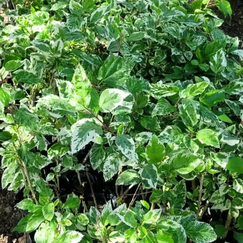 Malanga