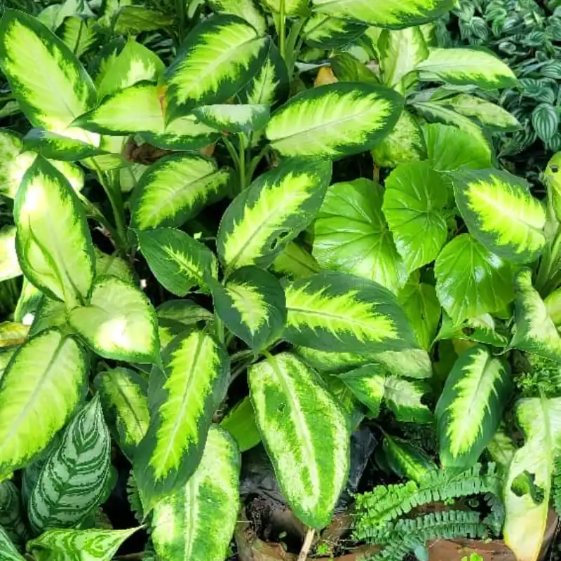 Malanga 