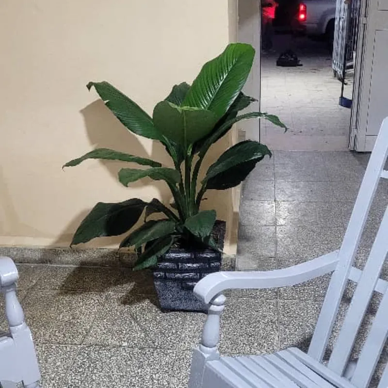 Malanga