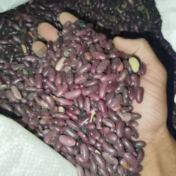 Frijoles masa de puerco 5lb ( sucio )