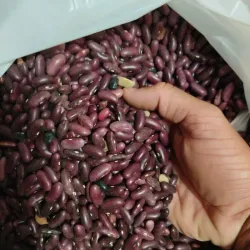 Frijoles masa de puerco ( limpio )