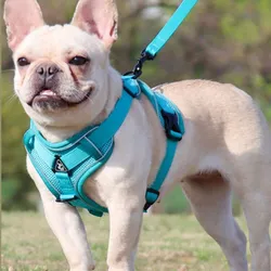 Conjunto de arnés y correa