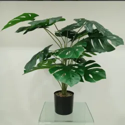 Planta decorativa 