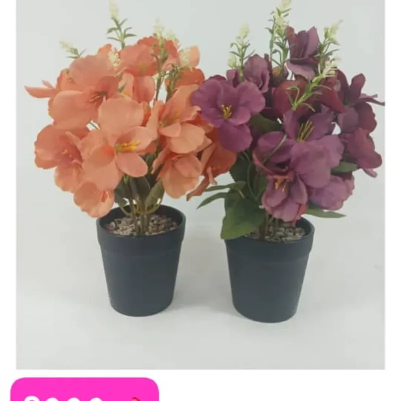 Begonias en maceta 