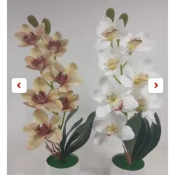 Orquídea barco en maceta 