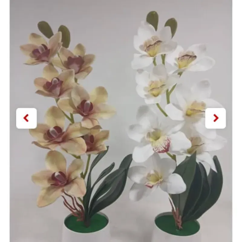 Orquídea barco en maceta 