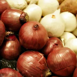 Cebolla