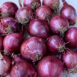 Cebollas moradas 1 ristra