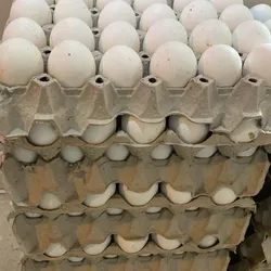 HUEVOS 