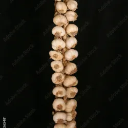 Pata de ajo (50u)