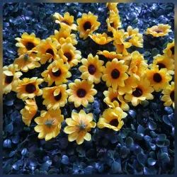 Cabeza de Girasol original