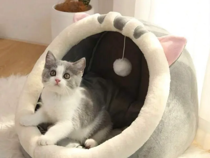 Suministros para mascotas 