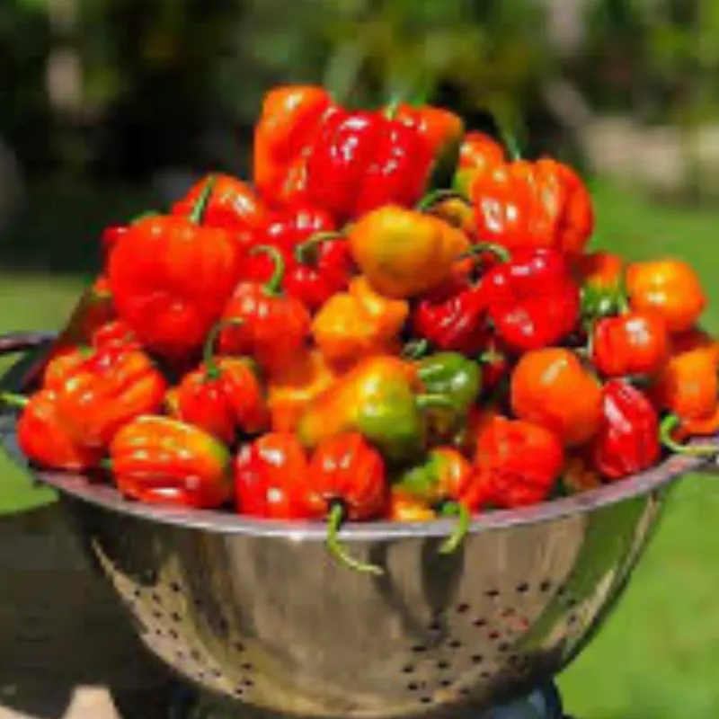 Aji cachucha 