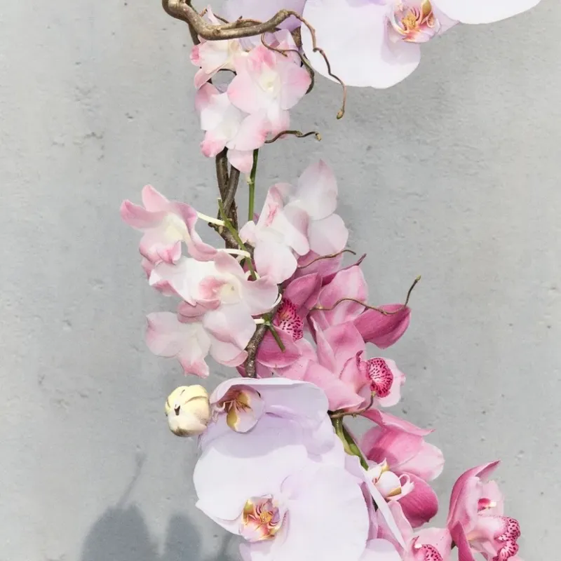 Orchid
