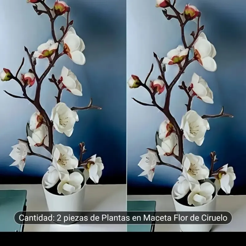Pack de 2 macetas con Orquídeas