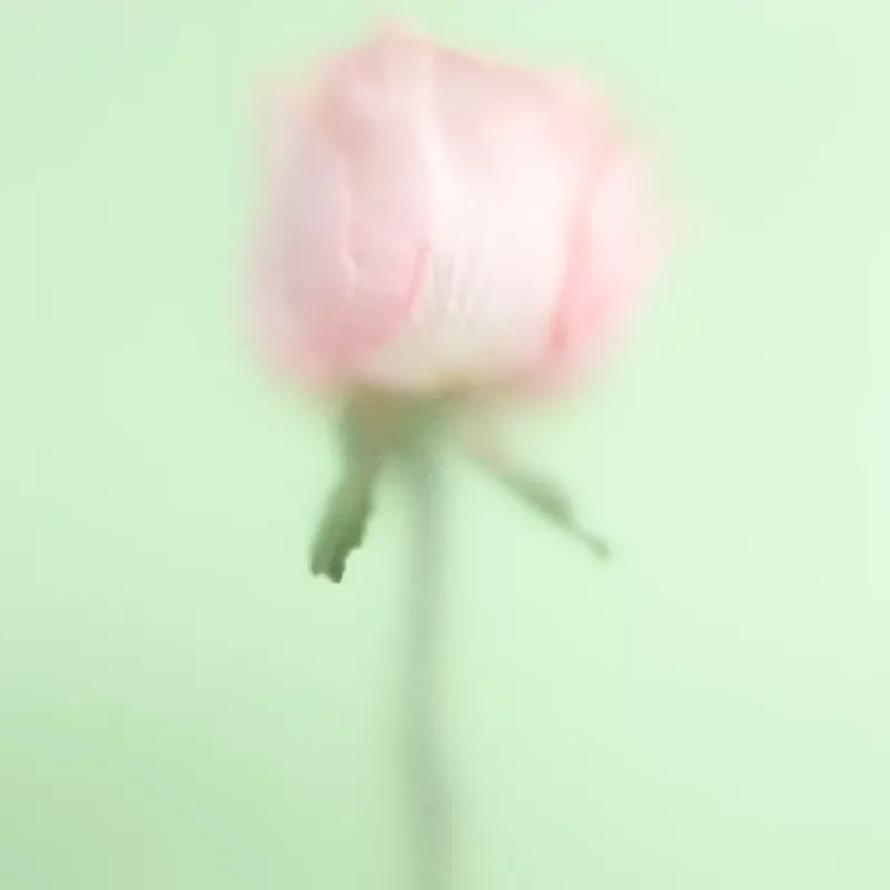 Wonder Rose Crush