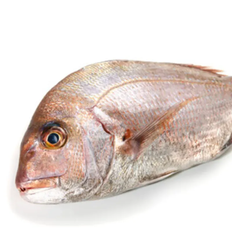 Pargo