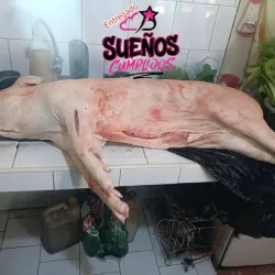 Cerdos enteros listos para asar