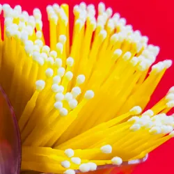 Microbrush