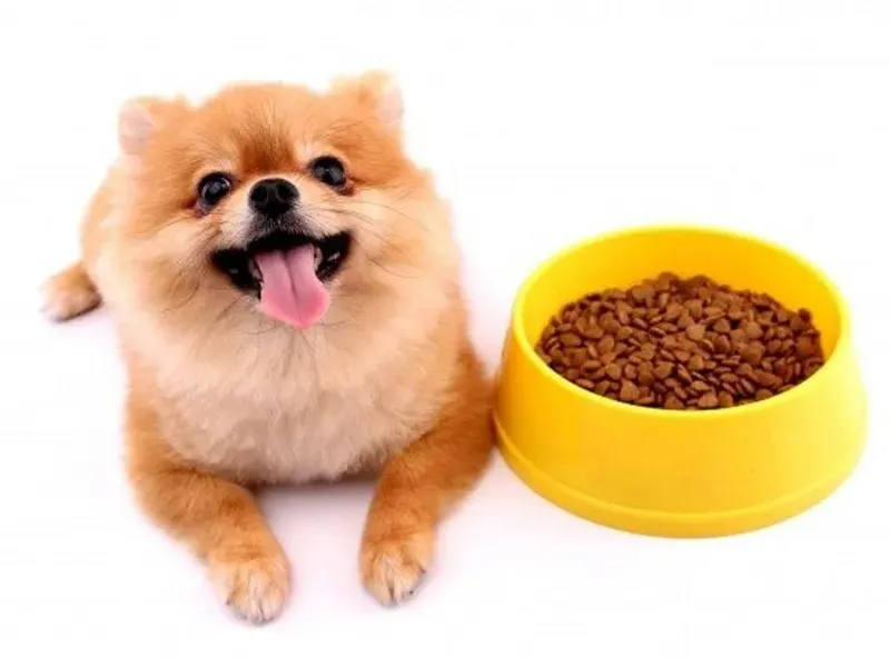 Alimento para perros y gatos🐾