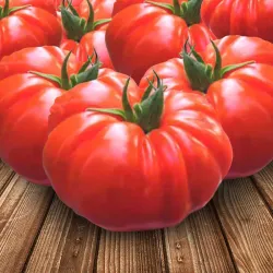 TÓMATES (5 LBS)
