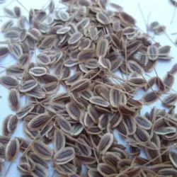 Semillas de eneldo 