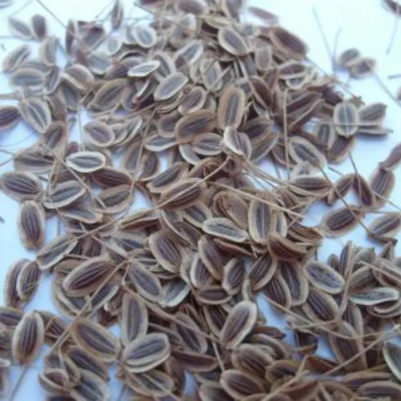 Semillas de eneldo 