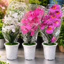 Orquídea