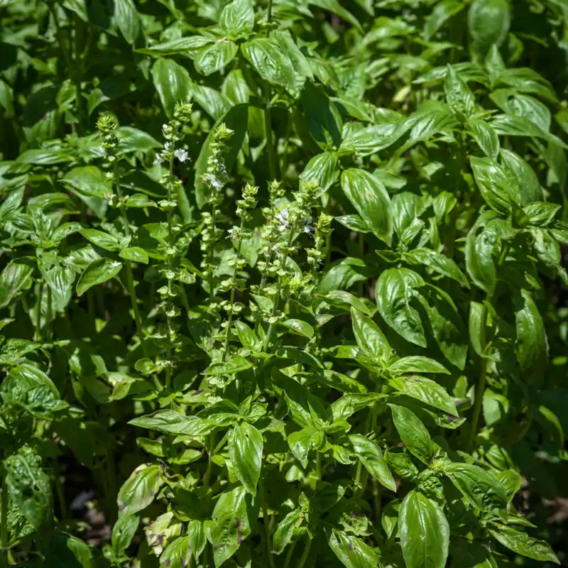 Albahaca genovesa 