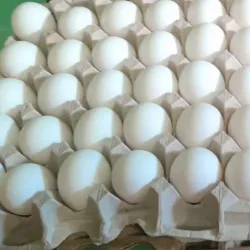 Huevos frescos