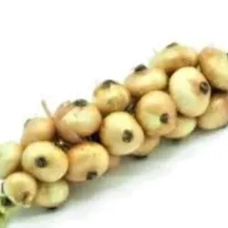 Cebolla 