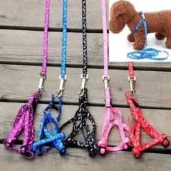 Perchera y correa para 🐕 pequeños