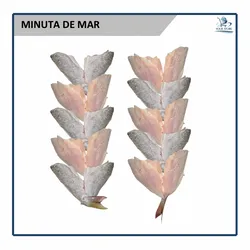 Minuta de Mar(10u)