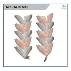 Minuta de Mar EXTRA GRANDE (5u)